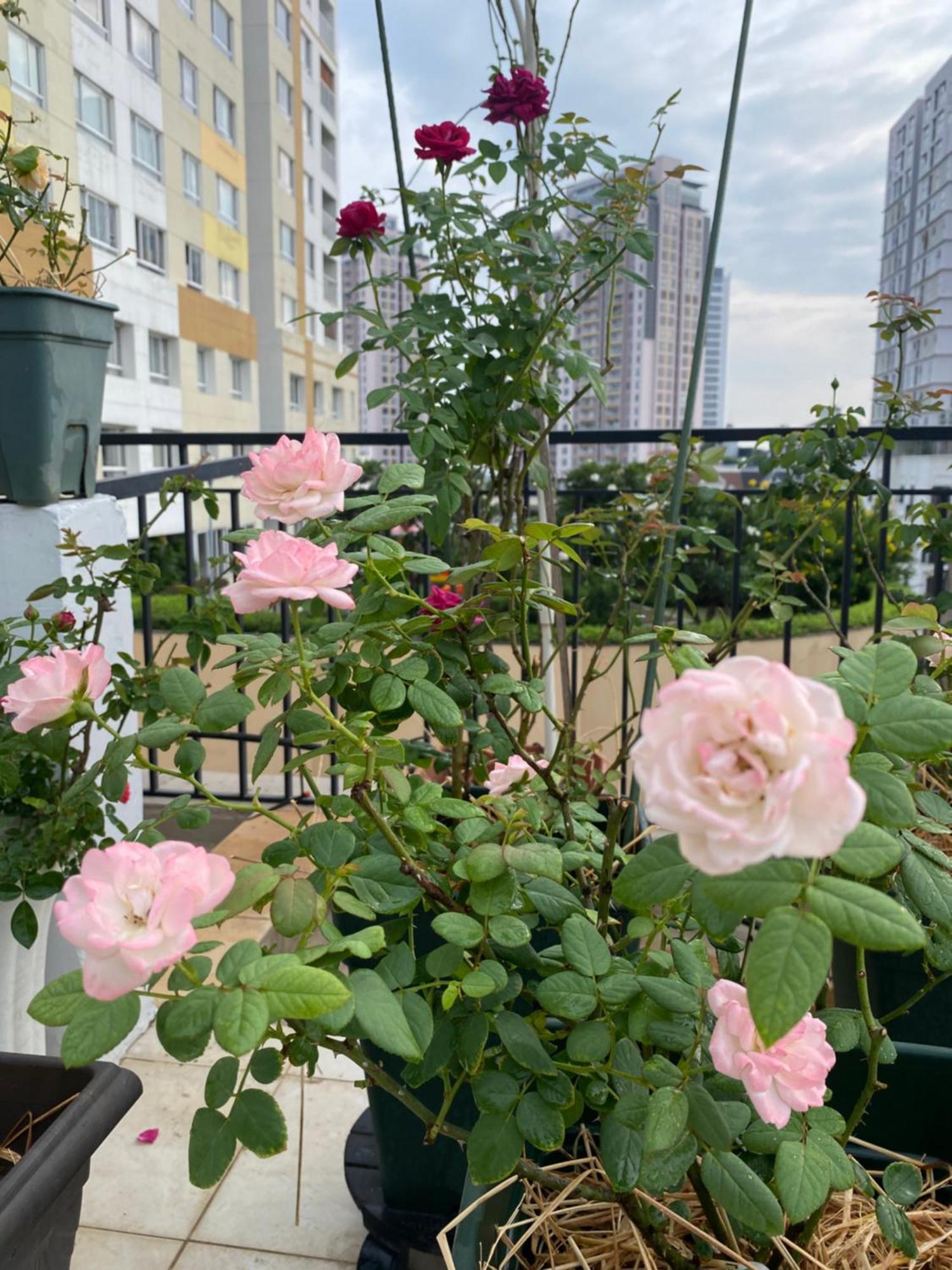 Homey Apartment Ho Chi Minh City Bagian luar foto
