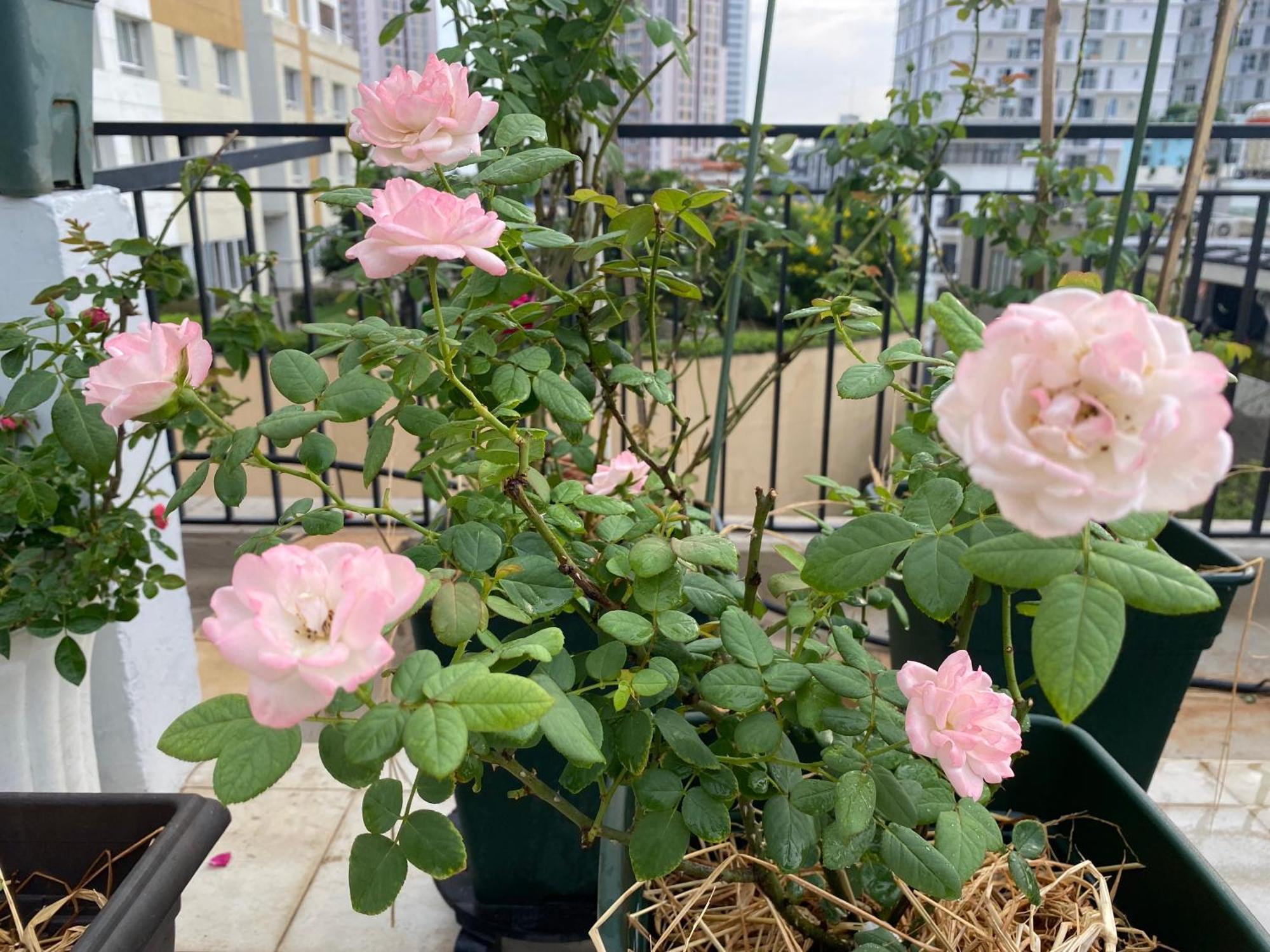 Homey Apartment Ho Chi Minh City Bagian luar foto